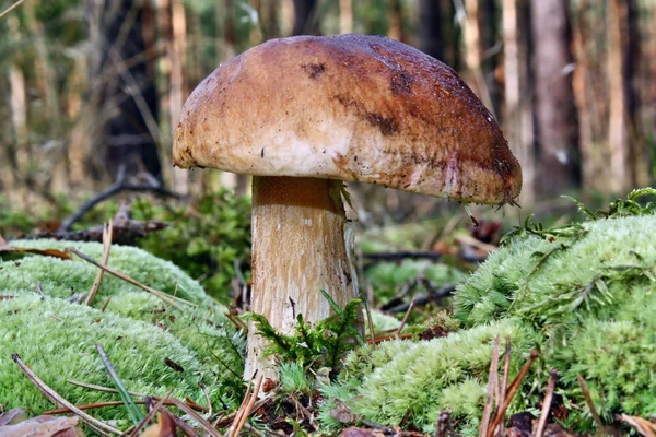 Boletus edulis — Foto Stock