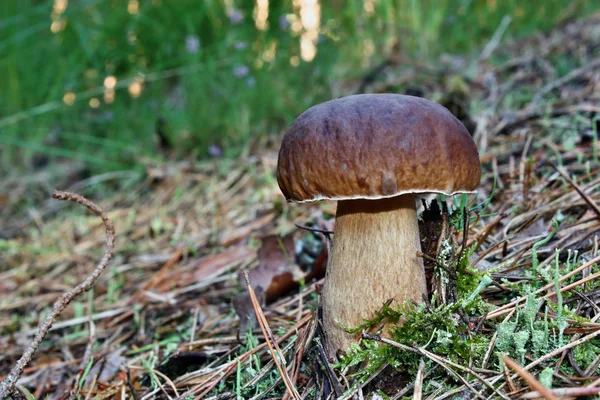 Boletus 새싹 — 스톡 사진