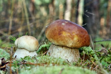 iki mantar boletus mantarı