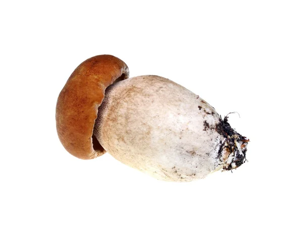 Mushroom boletus — Stockfoto