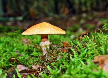 mantar suillus grevillei
