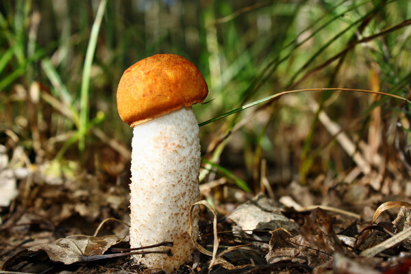 Mushroom in the forest