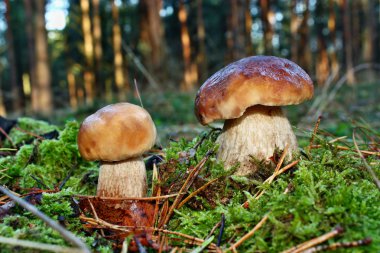 iki mantar boletus mantarı