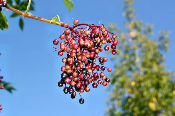 Unripe fruits of elderberry — Stock Photo, Image