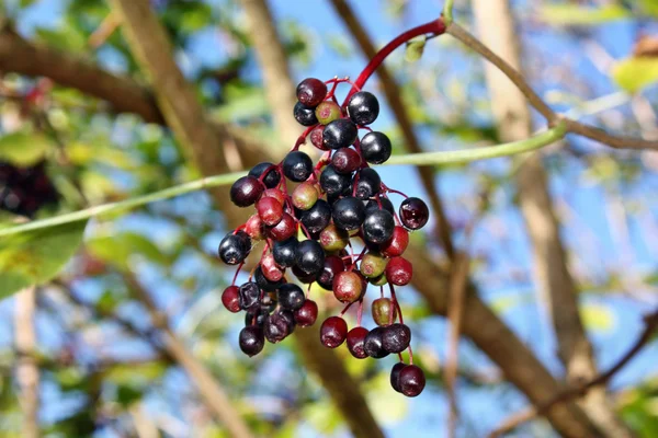 Cultivando frutos de sabugueiro — Fotografia de Stock