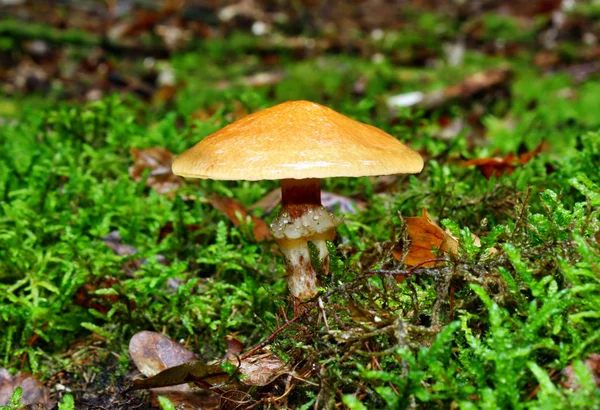 Μανιτάρι suillus grevillei — Φωτογραφία Αρχείου