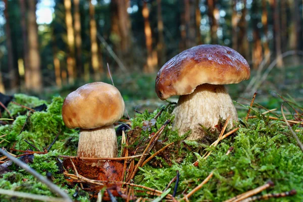 两个蘑菇牛肝菌 — 图库照片