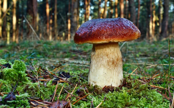 Boletus edulis — Foto Stock