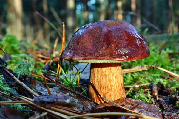Mushroom xerocomus badius — Stockfoto