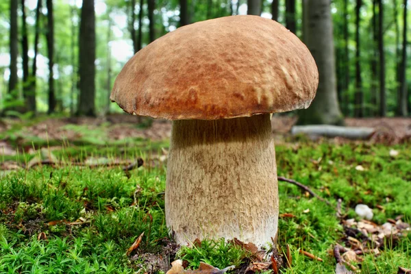 Boletus de setas —  Fotos de Stock