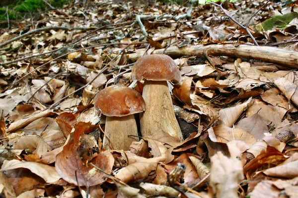 Όμορφη boletus μανιτάρι — Φωτογραφία Αρχείου