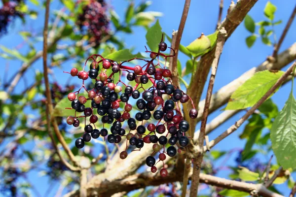 Elderberry fruits — Stock Photo, Image