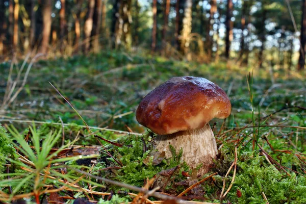 Boletus edulis — Stockfoto