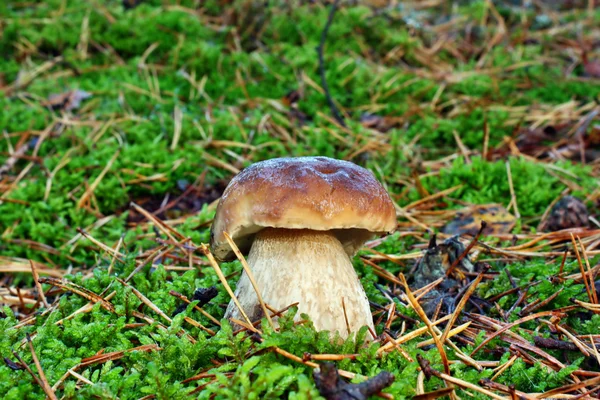 Boletus edulis — Fotografia de Stock