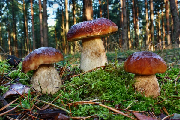 Boletus de setas — Foto de Stock