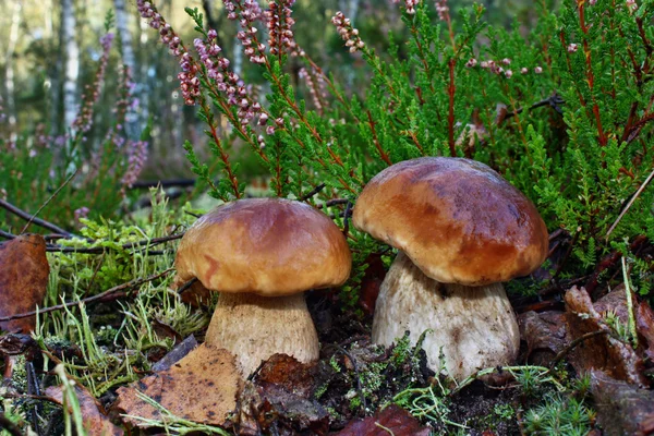 两个蘑菇牛肝菌 — 图库照片