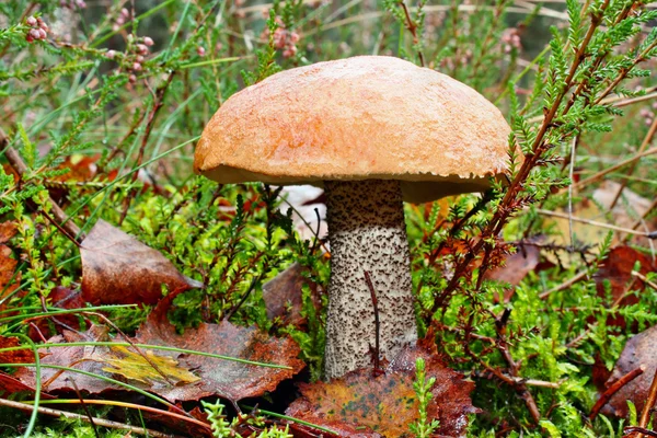 Houbová leccinum versipelle — Stock fotografie