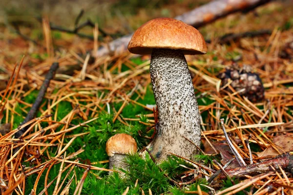 Mushroom tvillingar leccinum versipelle — Stockfoto