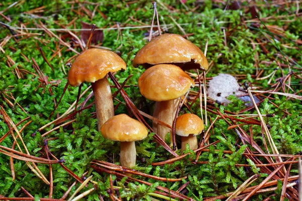 Mushrooms suillus bovinus — Stock Photo, Image