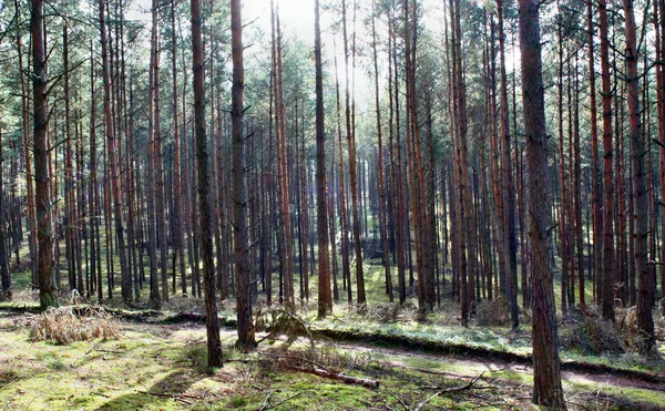 Shining sun in the forest — Stock Photo, Image