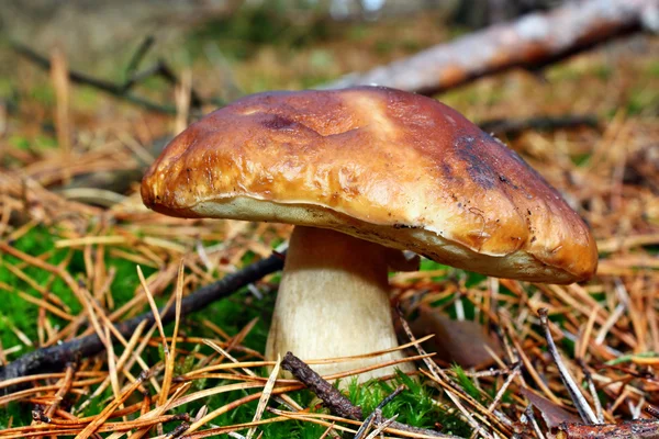 Boletus edulis — Stock Photo, Image