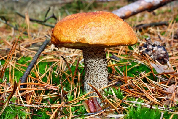 Pilzleccinum versipelle — Stockfoto