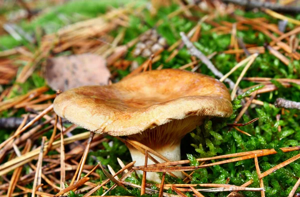 Champignon toxique — Photo