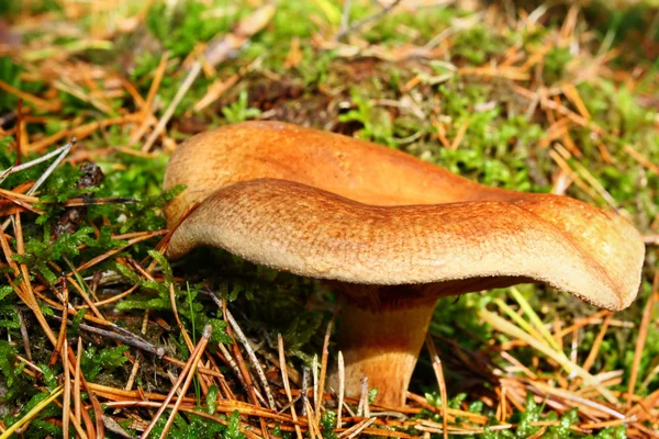 Mushroom paxillus involutus — Stockfoto