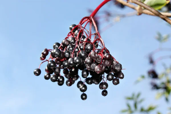 Unreife Früchte des Holunders — Stockfoto