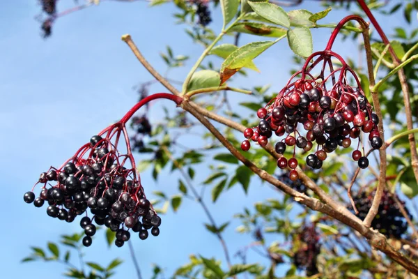 Elderberry fruits — Stock Photo, Image