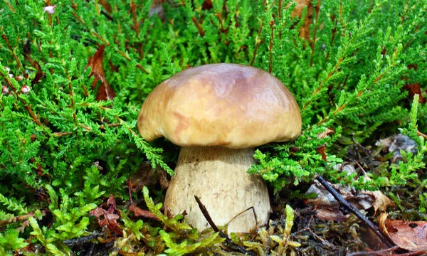 Boletus edulis — Foto Stock