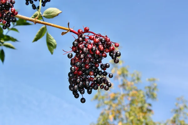 Growing elderberry fruits — Stock Photo, Image