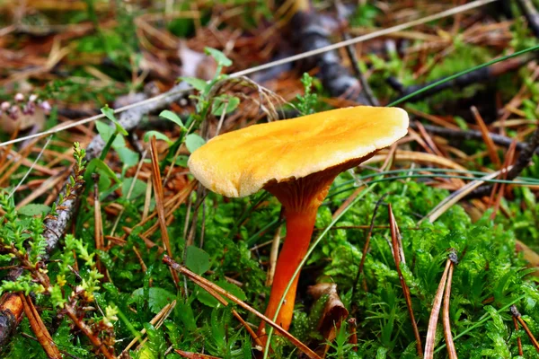 Yanlış mantar Cantharellus cibarius — Stok fotoğraf