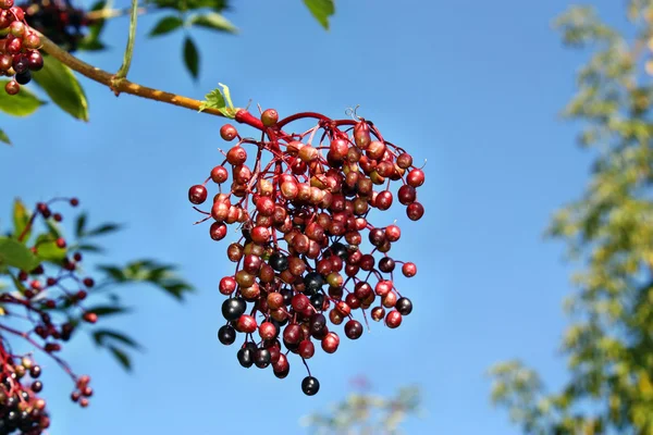 Unripe fruits of elderberry — Stock Photo, Image