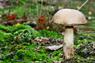 leccinum scabrum mantarı