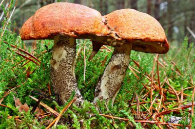 Mantar İkizler leccinum versipelle