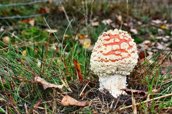 Toxic mushroom — Stock Photo, Image