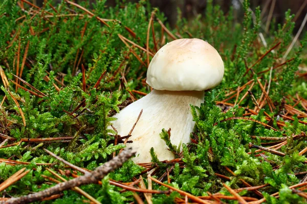 Boletus edulis — Stockfoto