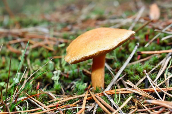Bovinus гриби Маслюк — стокове фото