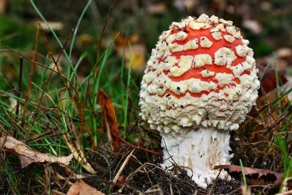 有毒蘑菇 — 图库照片