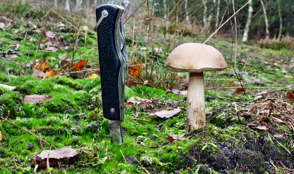 Mushroom and knife — Stock Photo, Image