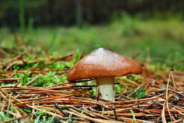 버섯 suillus luteus — 스톡 사진
