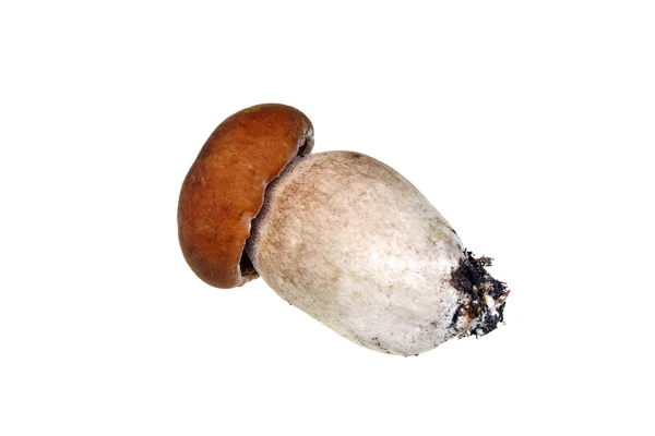 Fungo boletus — Foto Stock