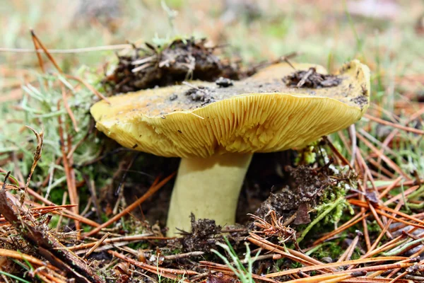 Зелений гриб — стокове фото