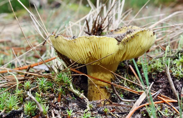 Mushroom tricholoma rytter - Stock-foto