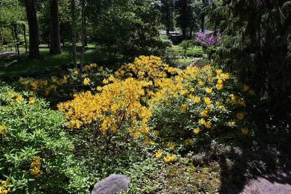Botanischer Garten — Stockfoto
