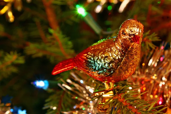 Christmas pigeon — Stock Photo, Image