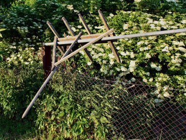 eski ahşap komisyon ve büyüyen çiçek mürver