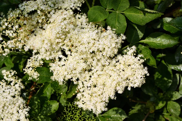 Kwitnący czarnego bzu (Sambucus nigra) — Zdjęcie stockowe