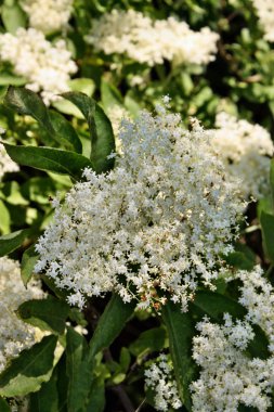 Çiçek açan elderflower